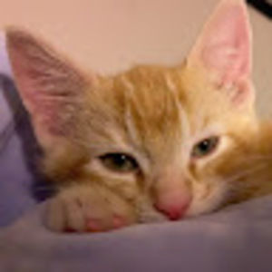 Meet your Posher, Bellezy